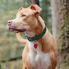 dog in collar by tree